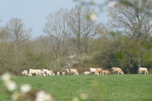 Producteur de boeuf Les Vitriers à Champrond-en-Gâtine