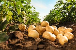 Pommes de terre de la ferme de la brouaze